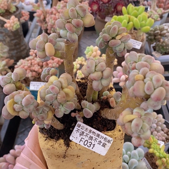 苹果奶14cm031多肉植物