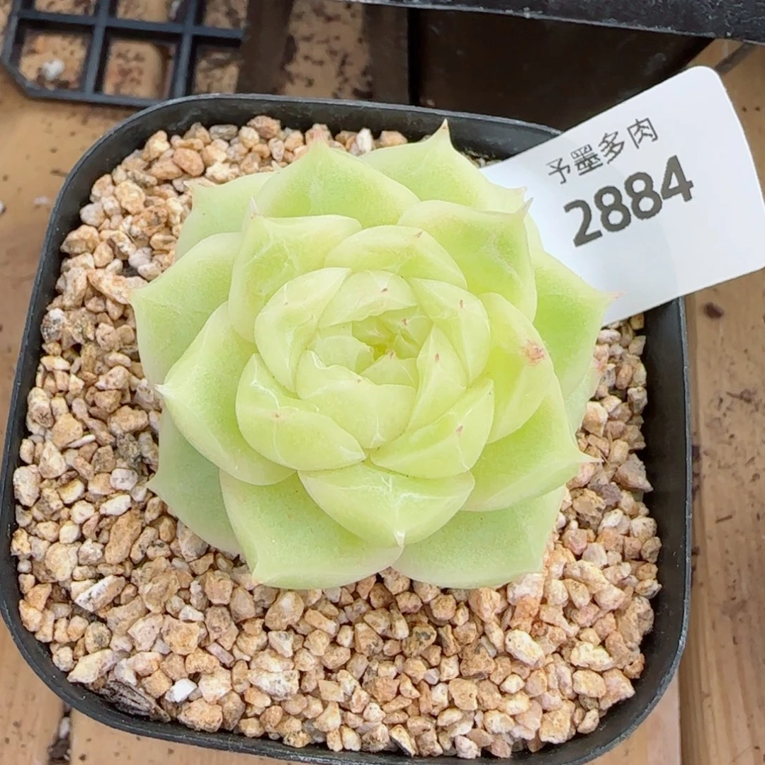 梨花白小，2884多肉植物