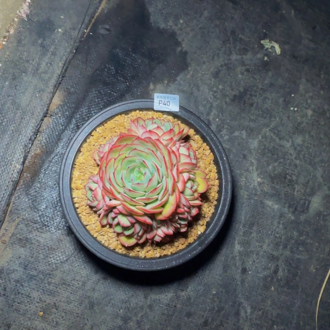 p p p p p p p 40