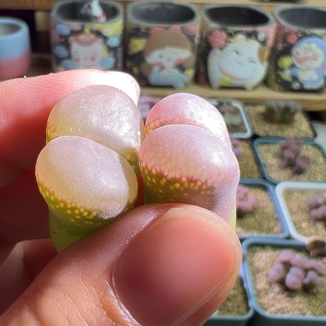 雅*日系原株籽播。