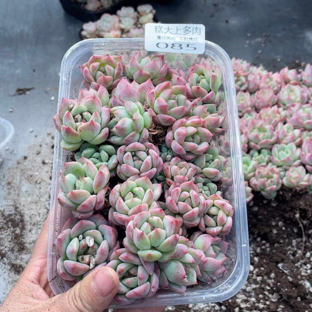 糕大上多肉植物085