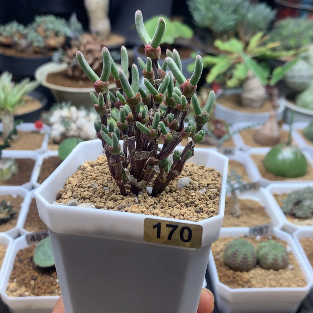 枝干兔子多肉脱土170