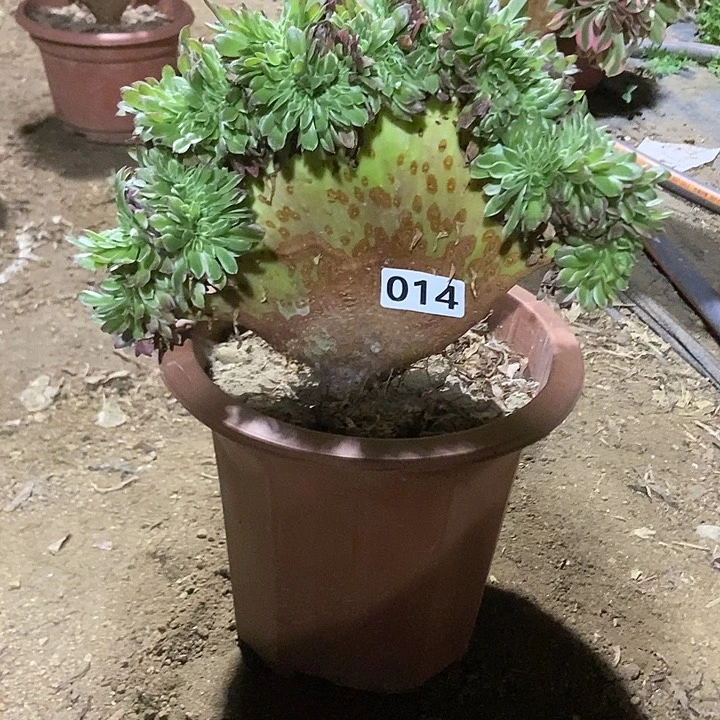 014海王老庄缀化老板子