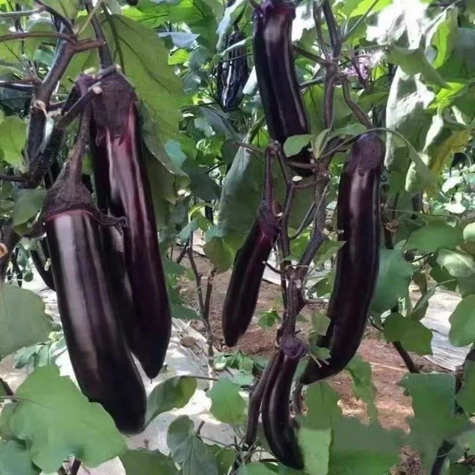 新鲜现摘黑皮长茄子露天种植当季蔬菜适合烧烤
