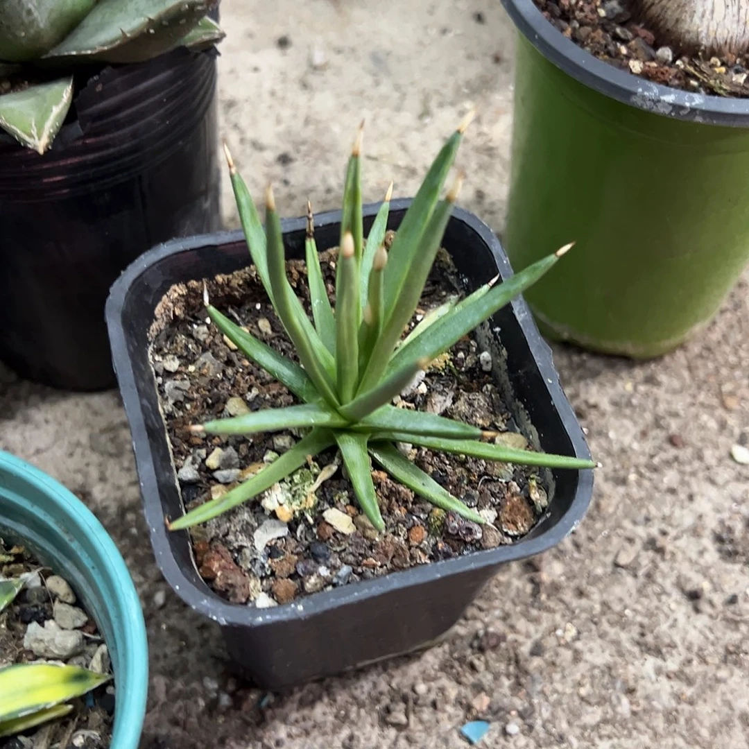 棉花龙龙舌兰植物