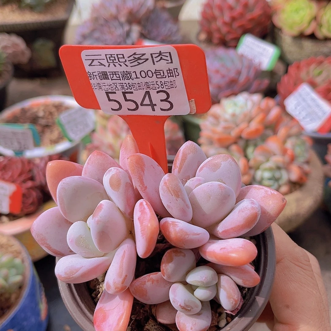 5543粉兔9cm。