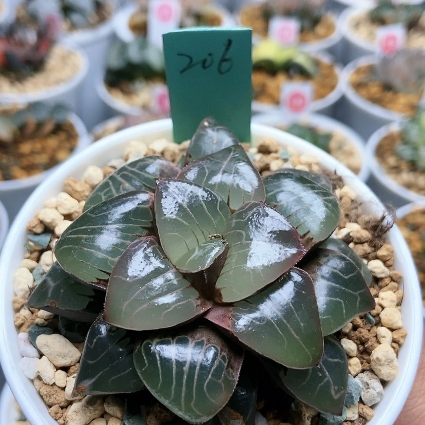 【闪购商品】西*~206丸叶天池