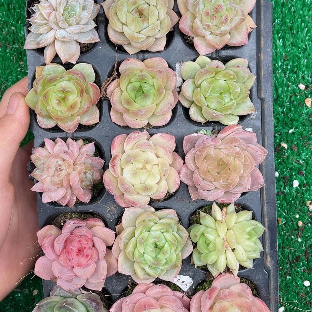 多肉杂交一物一拍1-2