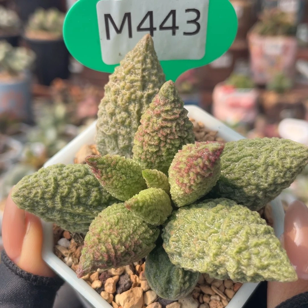 云*闲    七彩龙珠。443。