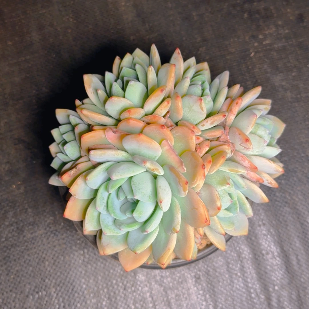 冷香多肉11111111111