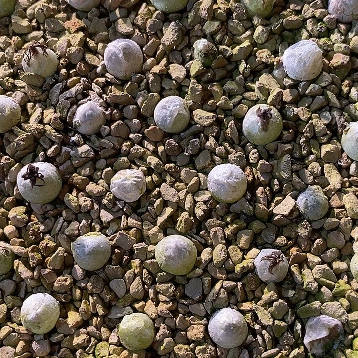 哈默灯泡一颗。