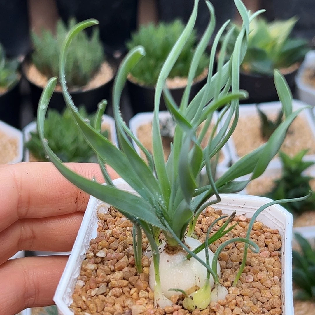 弹簧草群生一颗