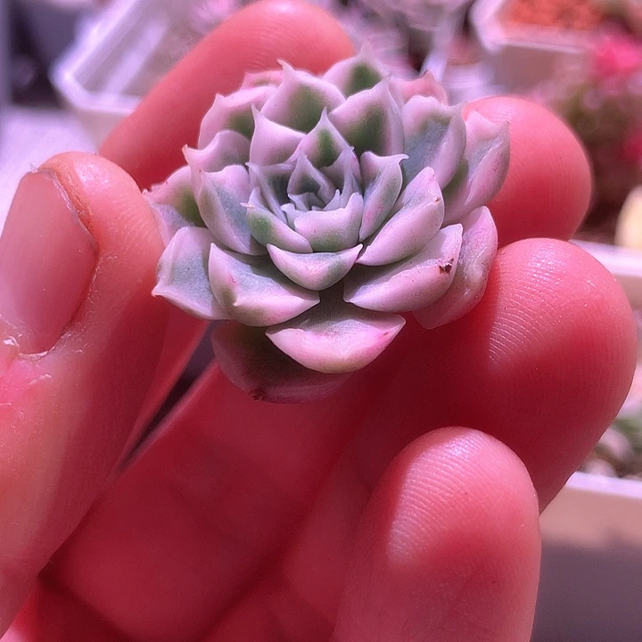 日系海琳娜白覆轮锦有根