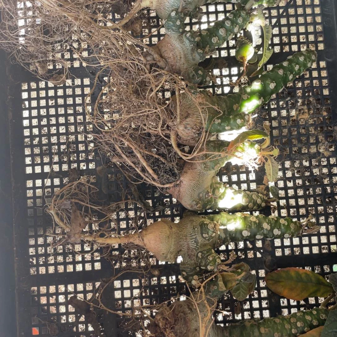 无花朵琉桑块根植物