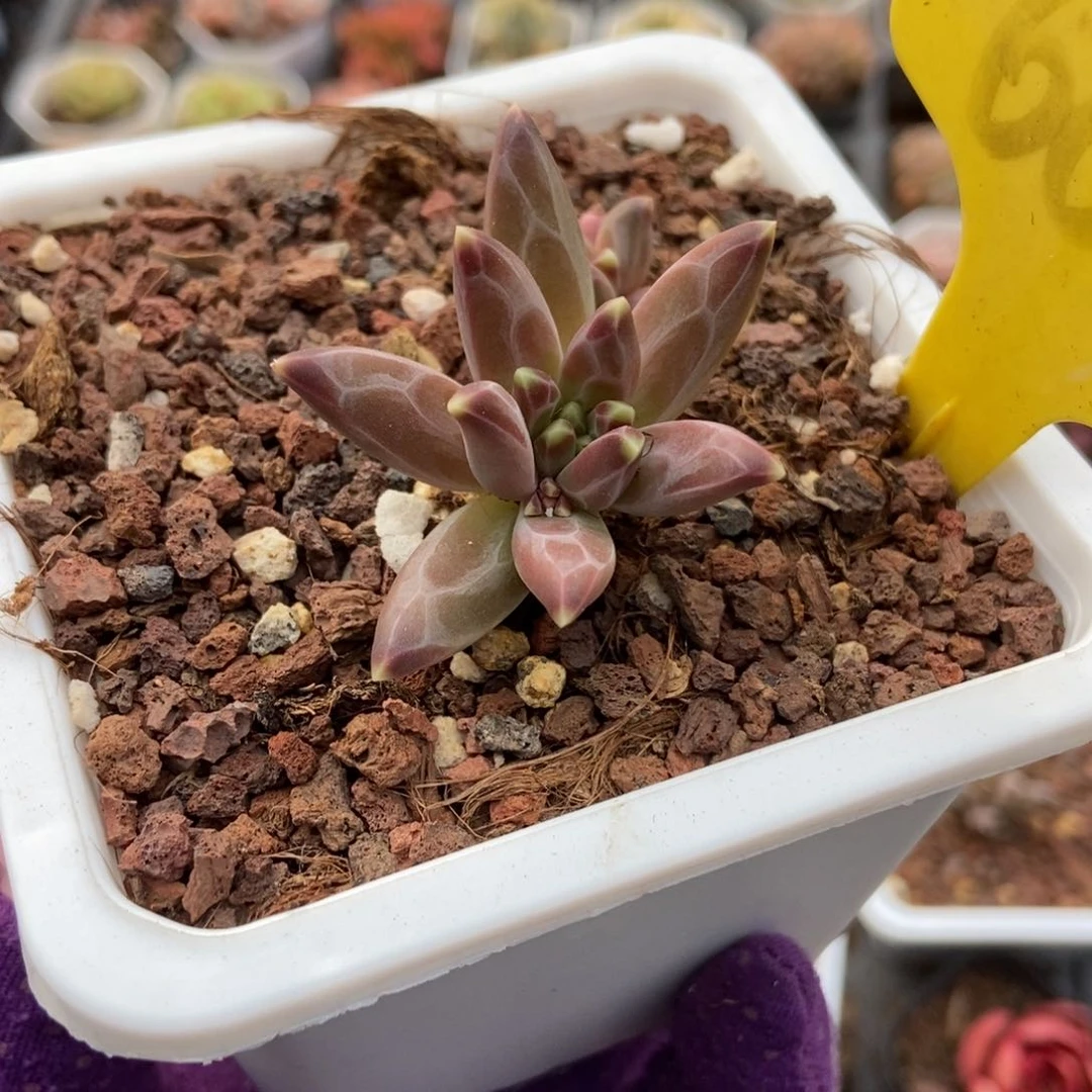 以**马6096章鱼美人多肉植物