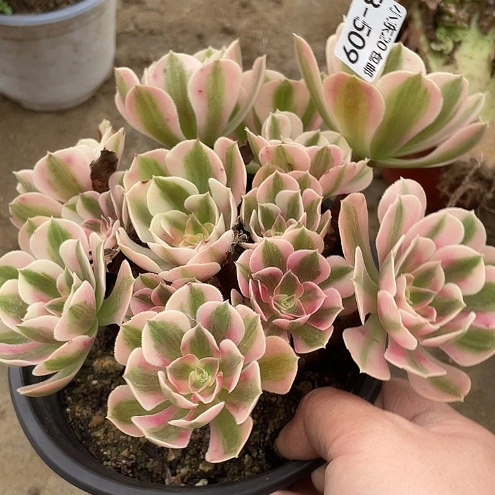 509女巫多肉植物法师