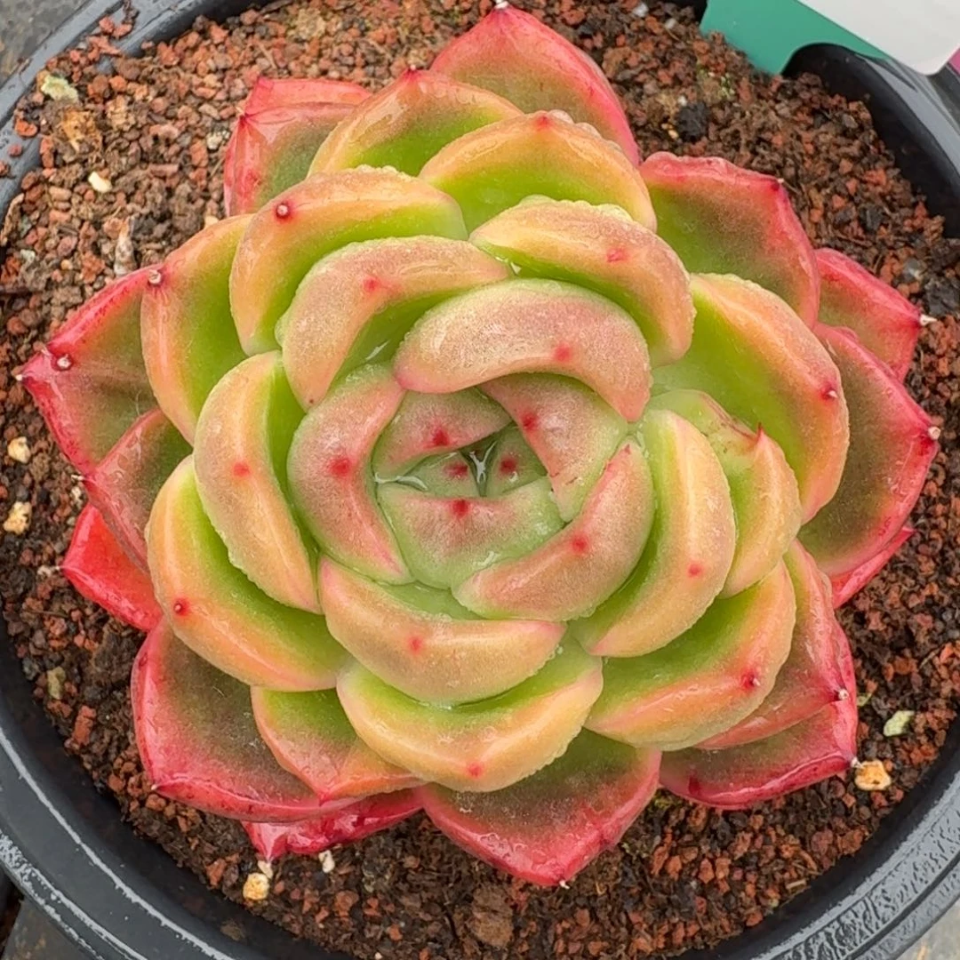 从前慢多肉精选编号1225.73