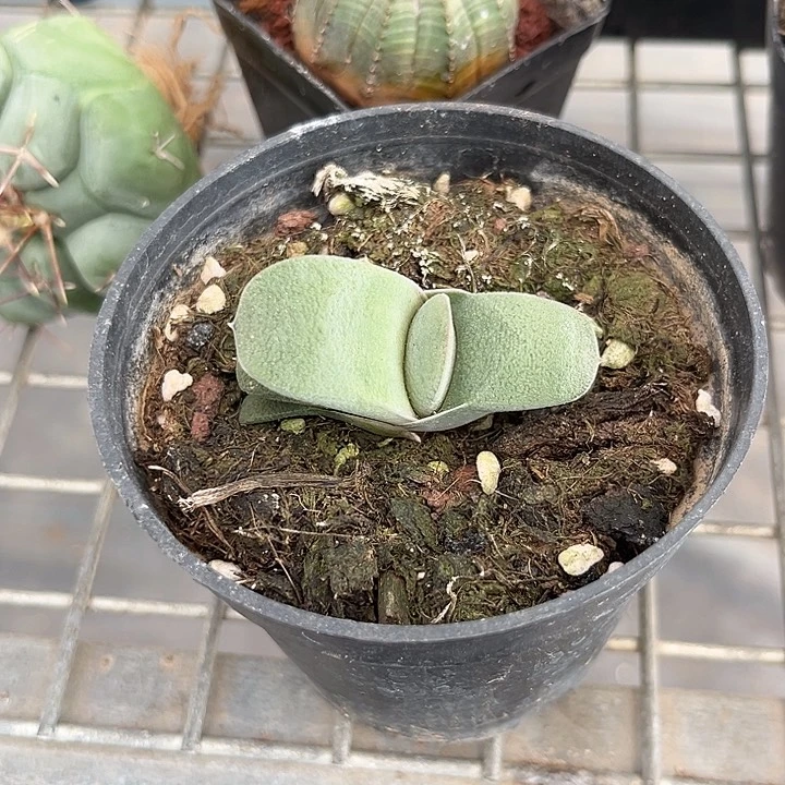 我也不知道我为什么要