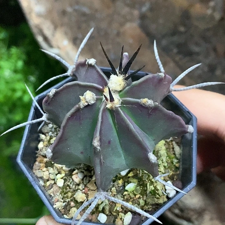 孤品实生螺旋纹刺座水牛角大凤玉初五福利