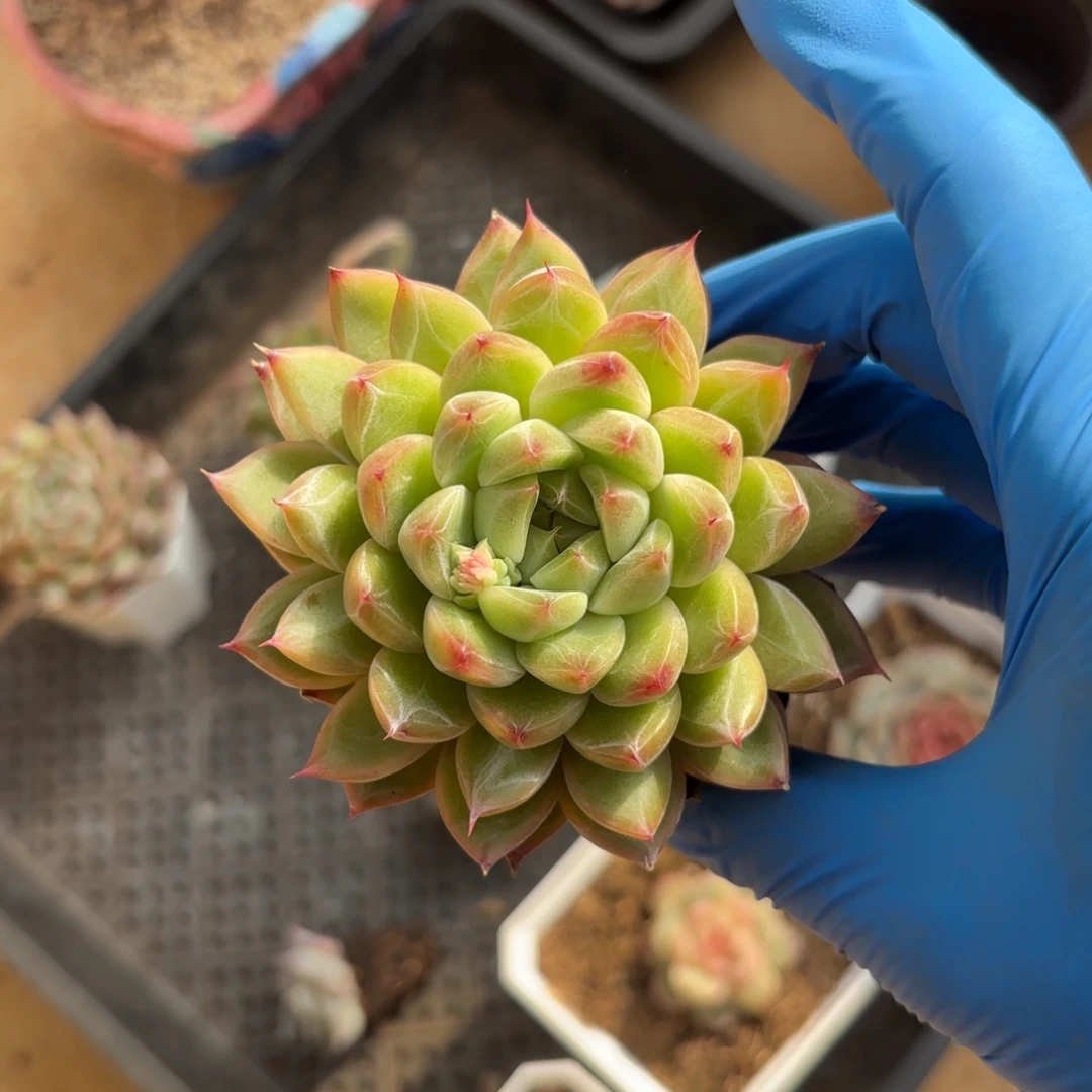 雪花杂交一物一拍