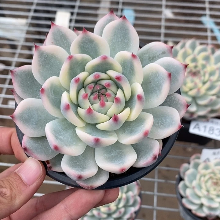 吉娃娃锦多肉植物A1835