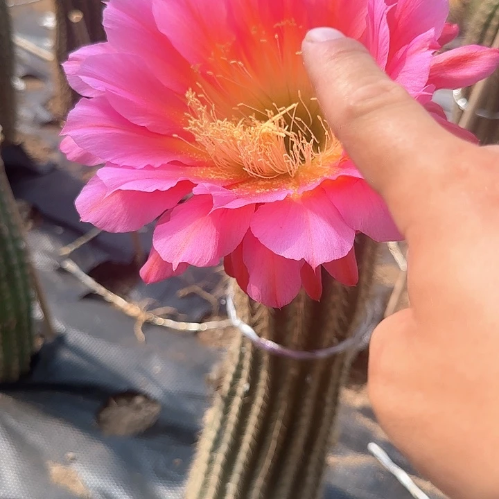 小***童飞碟毛花柱20的毛花柱