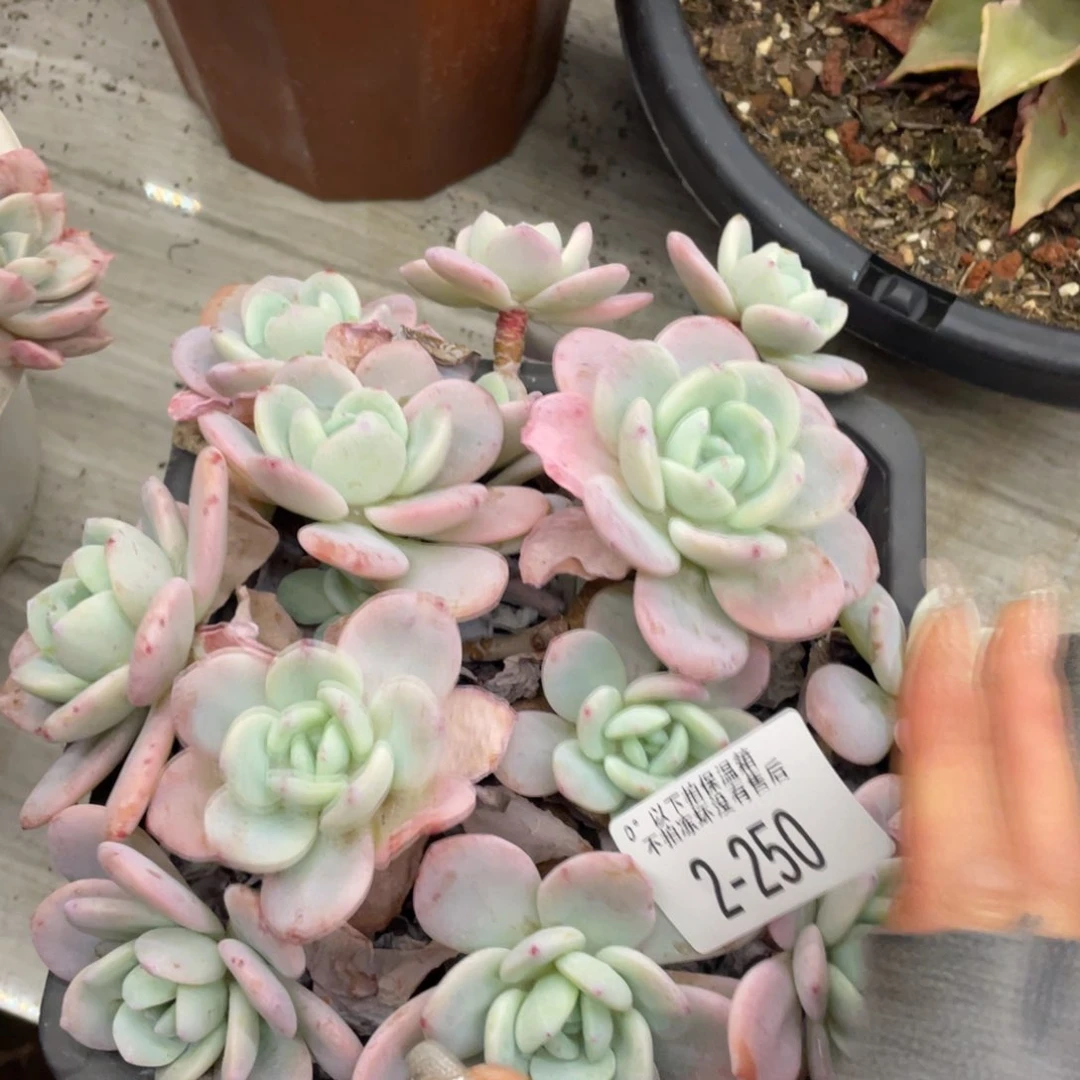 黑大帅多肉2.250冷香