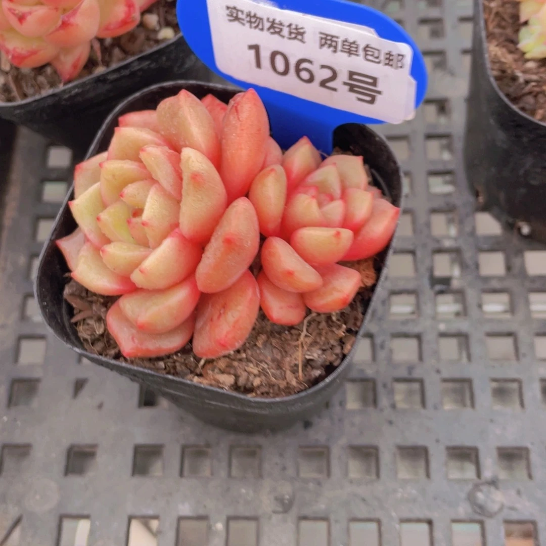 1062号 全状态宝石珍妮