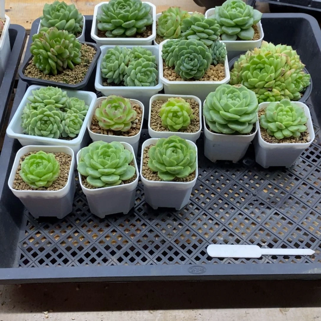 精品多肉一物一拍不包整142