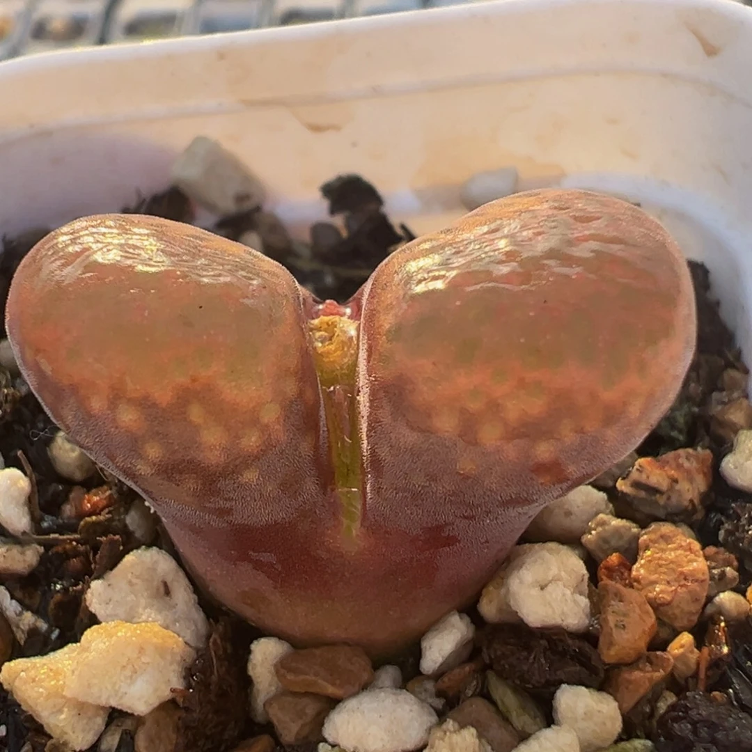 红宝石风铃多肉植物百科