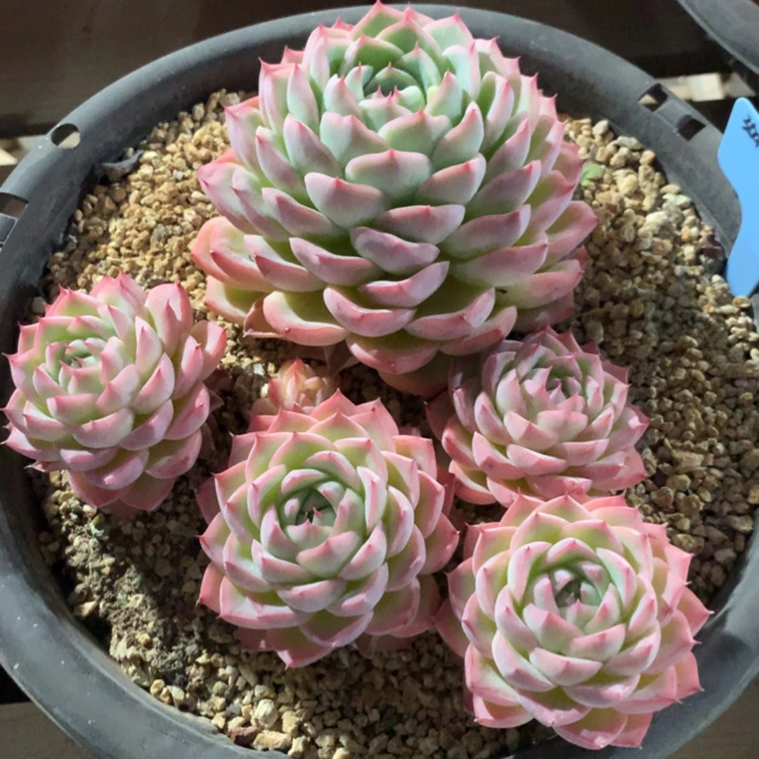 鄱****联350124-20水晶散群