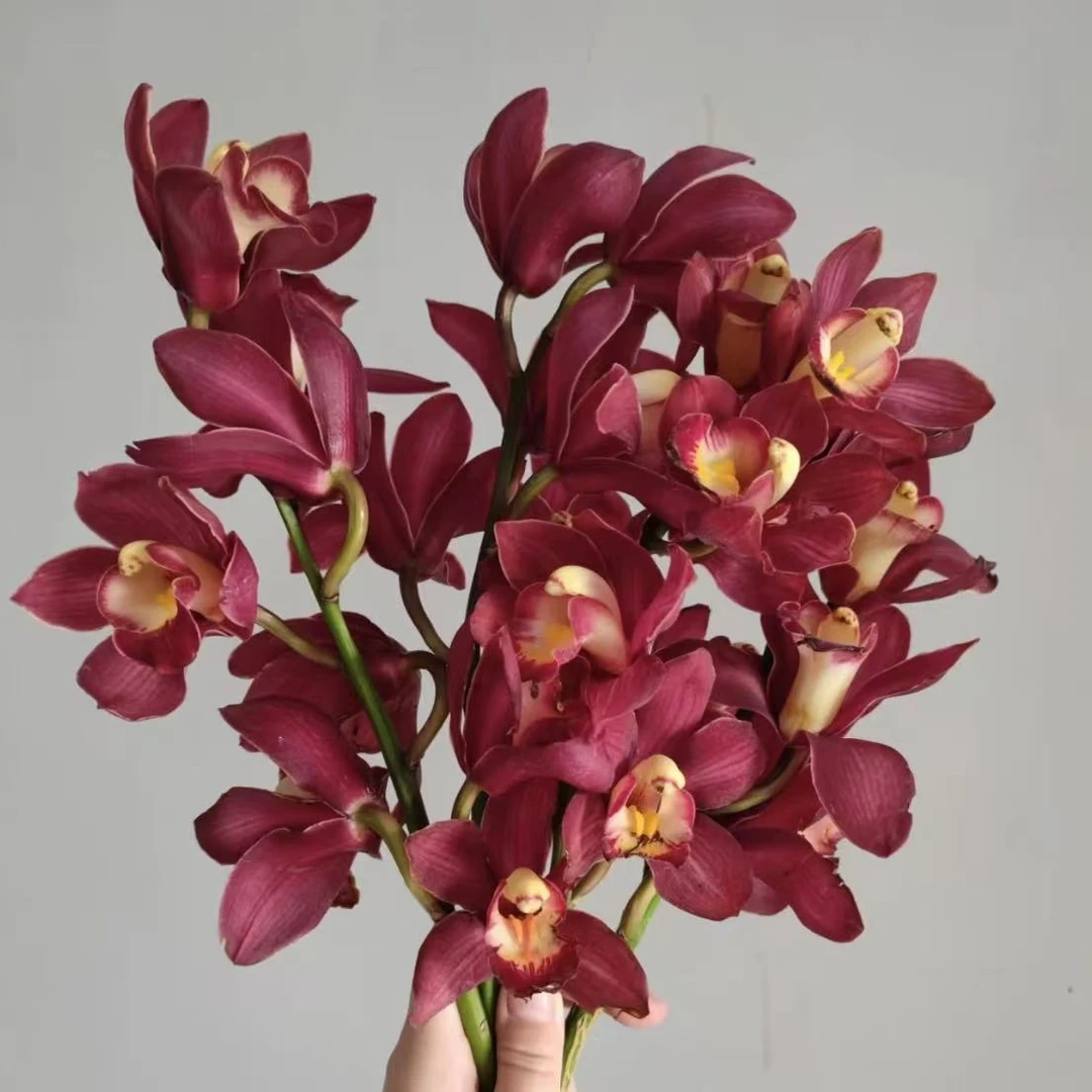 【大红袍大花蕙兰】年宵花 花期长 耐养活 云南鲜花 云南基地直发