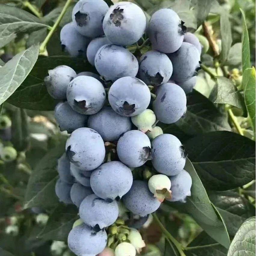 【直播间 福利款 蓝莓大果 6盒装】九甜一酸 山东花香蓝莓15mm-18mm 源头直发 现摘现发 一斤装新鲜山东省