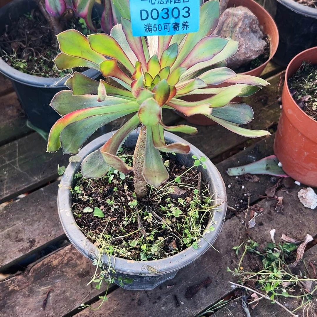 多肉植物多肉植物0303