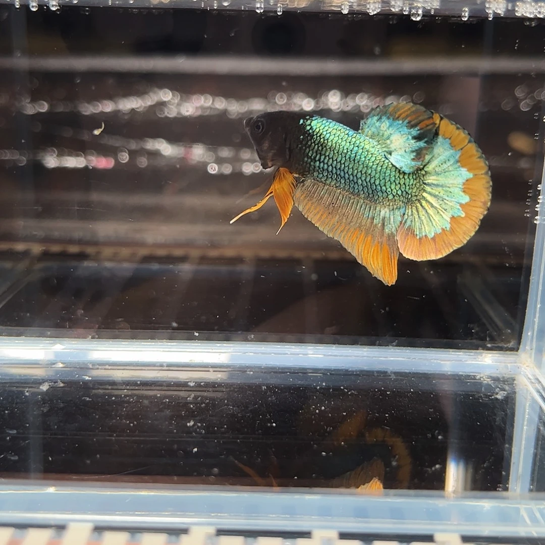 海水鱼宙斯斗鱼竞拍 1226高端场