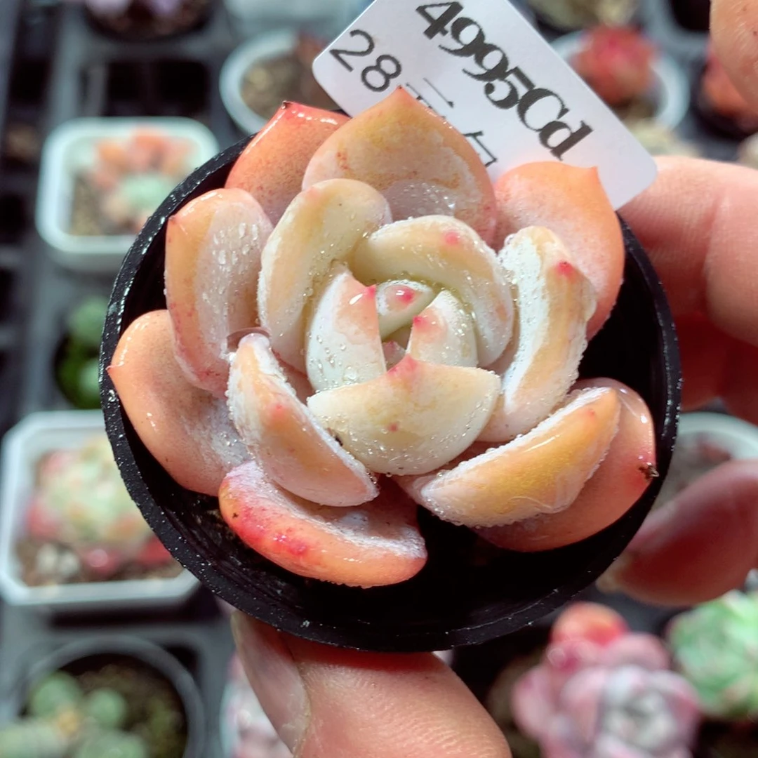 5厘米盆精控多肉4995