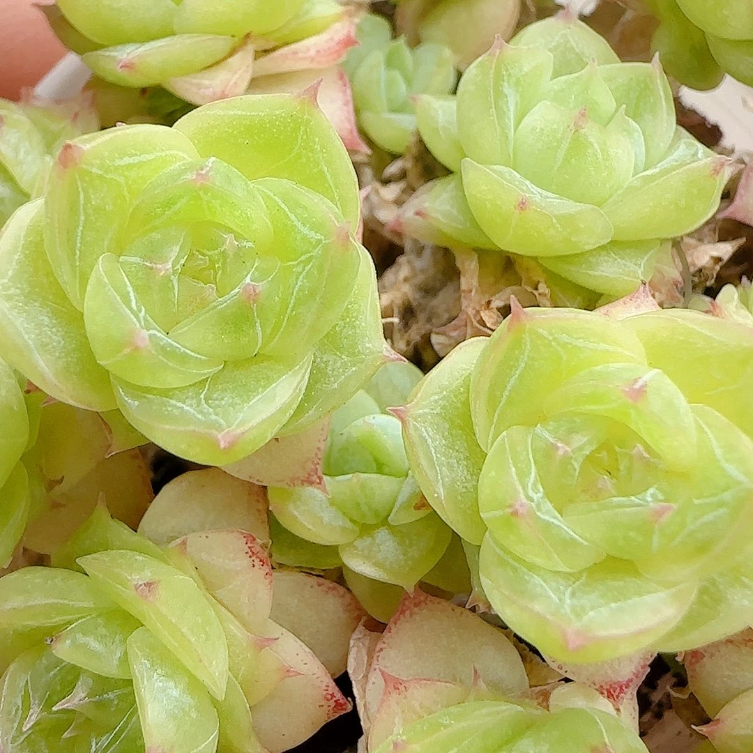 【闪购商品】0924-48钻石纹透麦杆