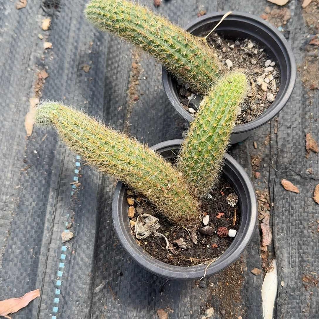 两根九尾狐多肉植物