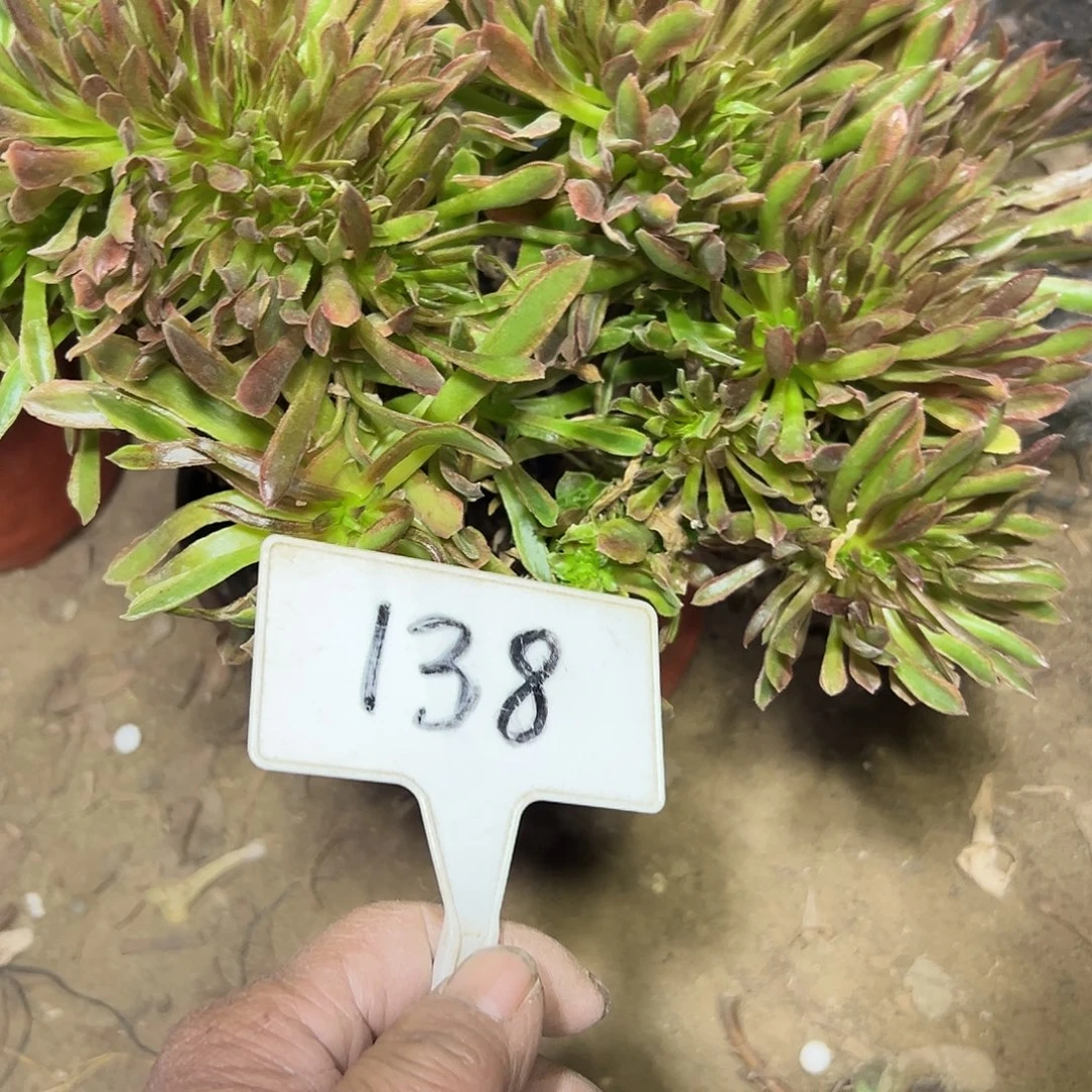 多肉植物珊瑚缀花138