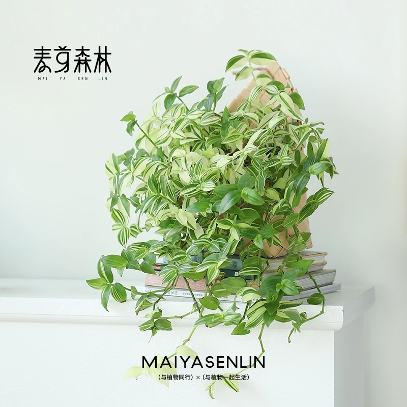 【翡翠白玉吊兰】盆栽懒人室内客厅阳台除甲醛净空气垂吊壁挂绿植物
