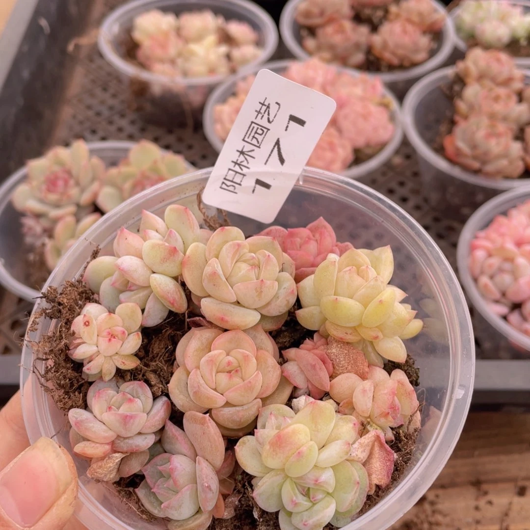 多肉植物多肉植物171