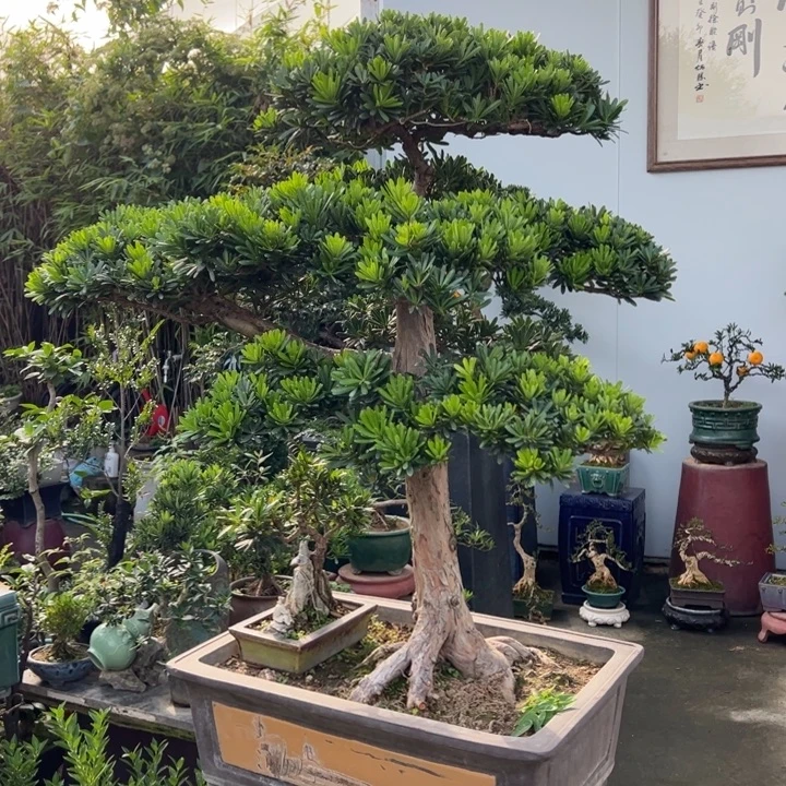 无花朵八房柑盆景绿植园艺