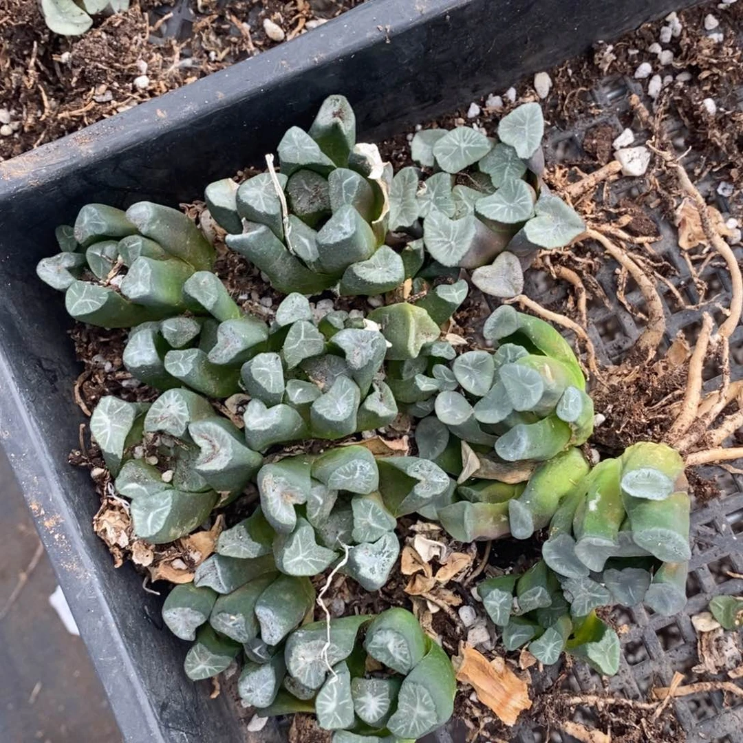 1158 一组十三颗实生大万象 3个品种 开播福利