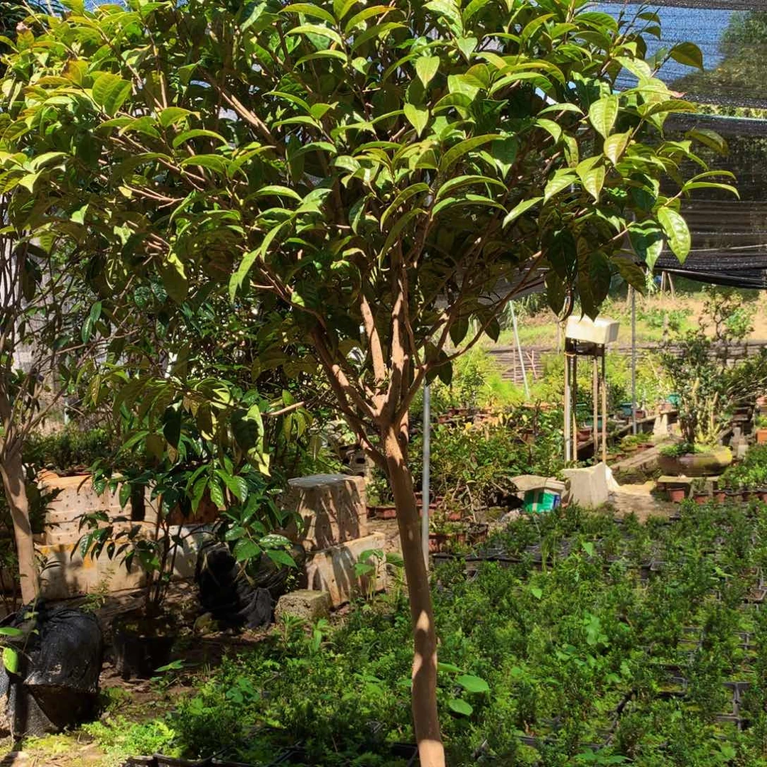 L***生无花朵青衣金花茶