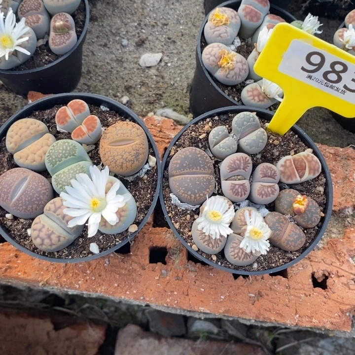 溪***馆生石花等植物的生长983