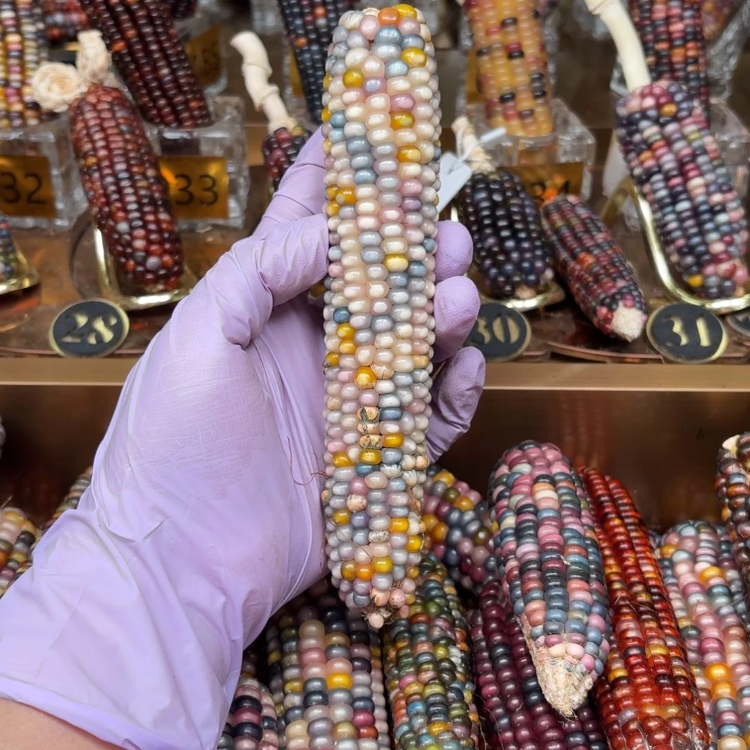 柏香籽/百香籽吊坠提****6