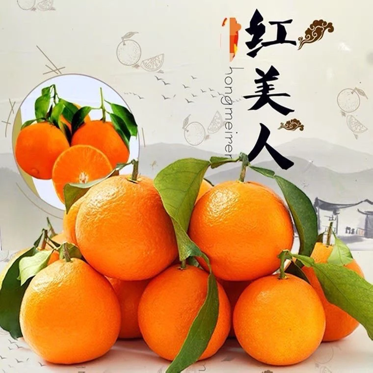 【福建红美人】爱媛28号果冻橙薄皮无籽新鲜应季水果