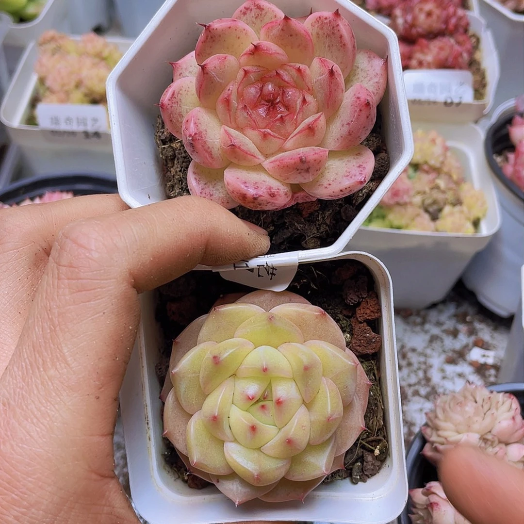 0000000000000017奖牌