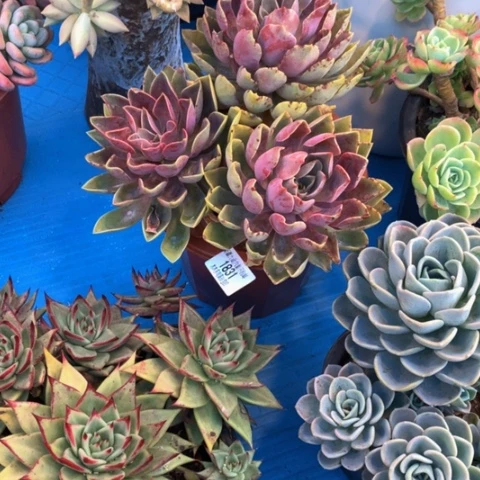 爱****）1831紫气东来多肉