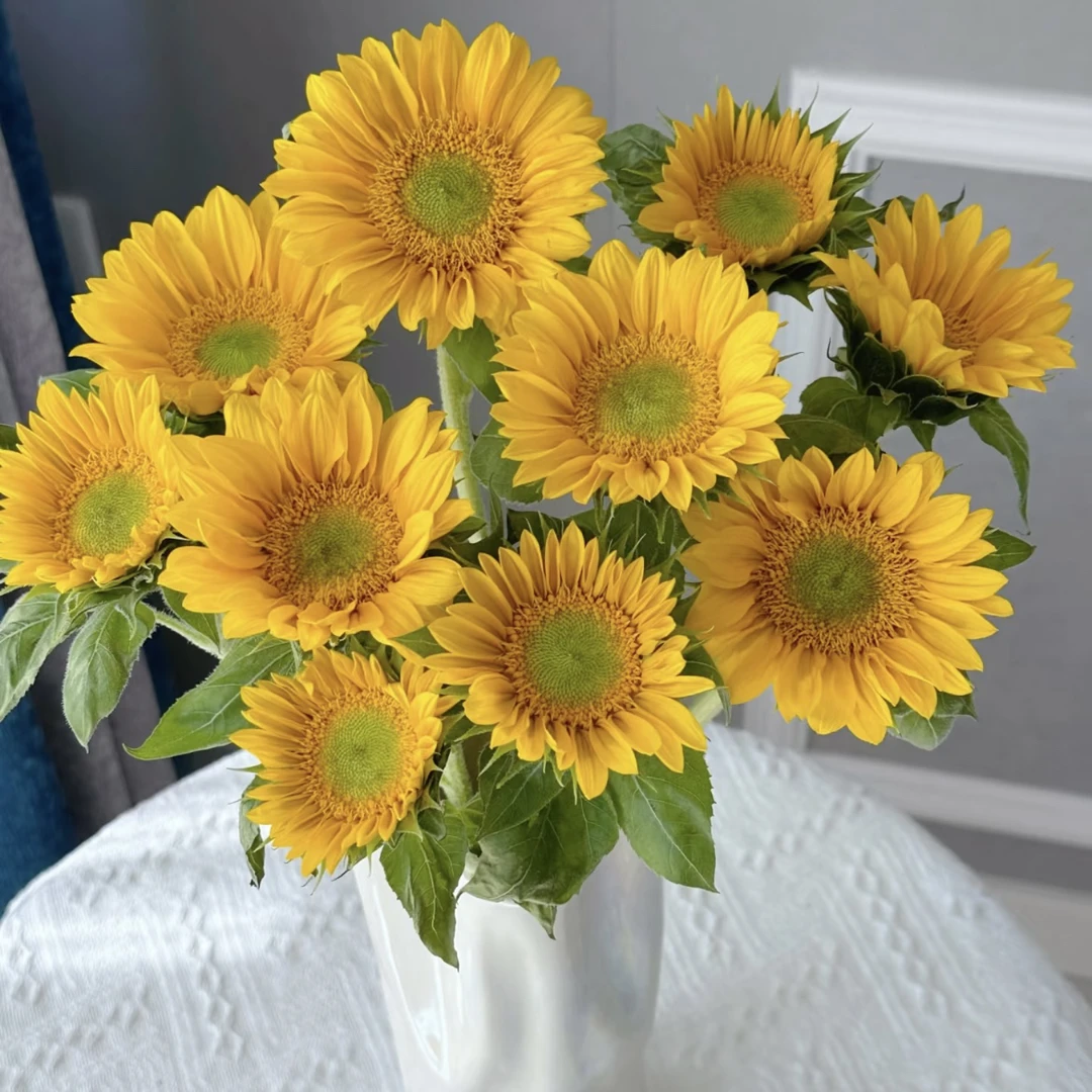 两单包邮！绿心向日葵10支（20%以内不售后）